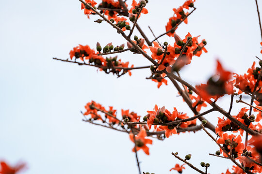 木棉花