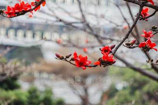 木棉花