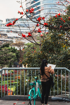 木棉花