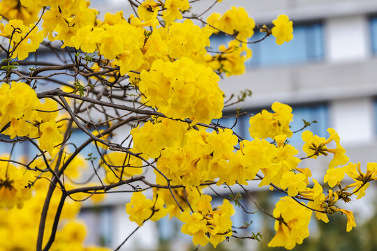 黄花风铃木