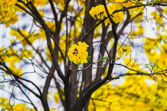 黄花风铃木