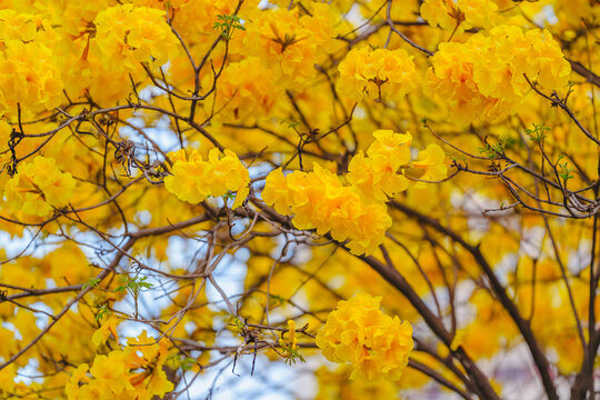 黄花风铃木