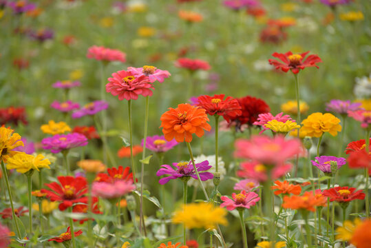 野菊花