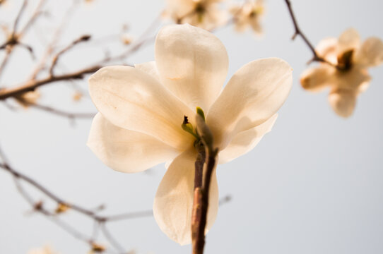 玉兰花特写