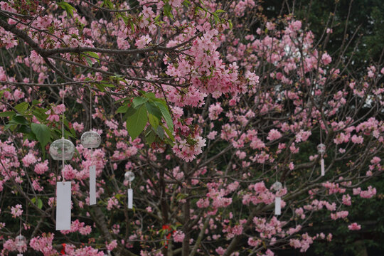 樱花风铃