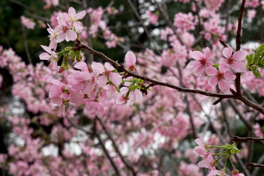 樱花