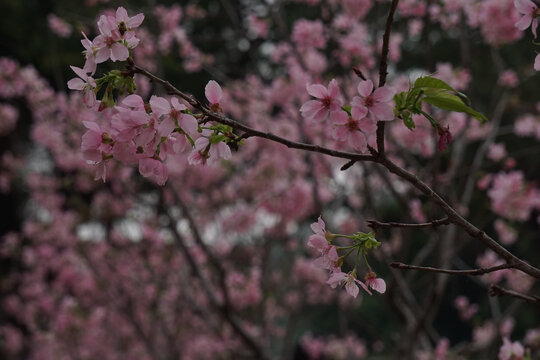 樱花园