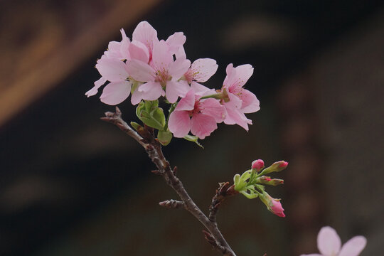 樱花壁纸