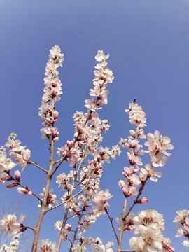 蓝天山桃花