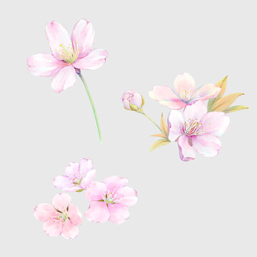 水彩樱花装饰元素