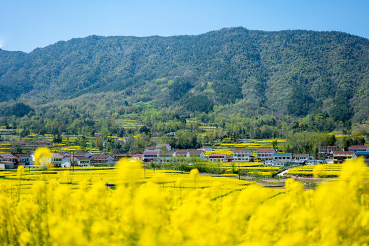 花海油菜花海