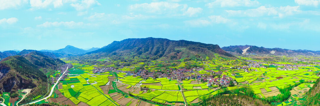 汉中油菜花