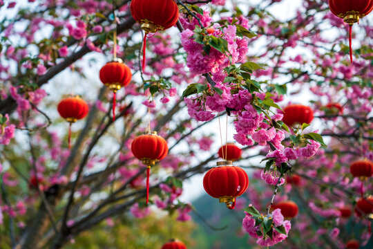 春天樱花盛开美丽景象