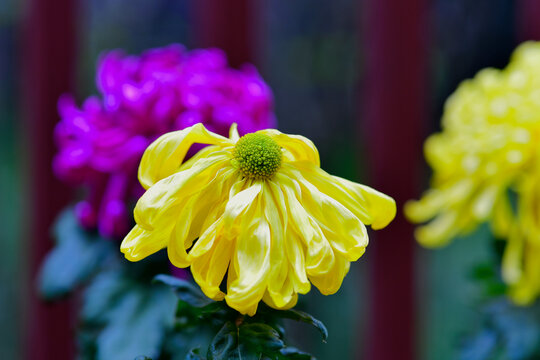 黄瓣菊