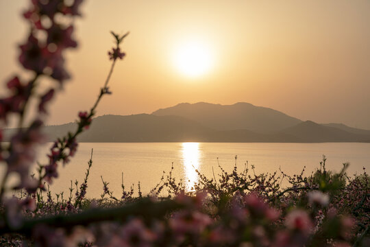 夕阳与桃花