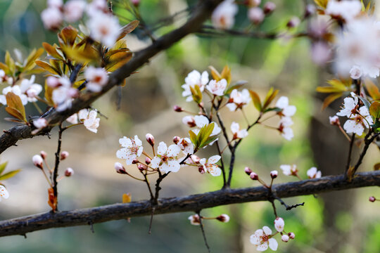 紫叶李花