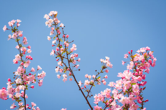 海棠花开