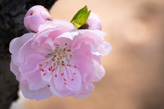 碧桃花朵特写