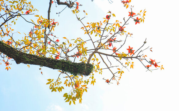 木棉花树