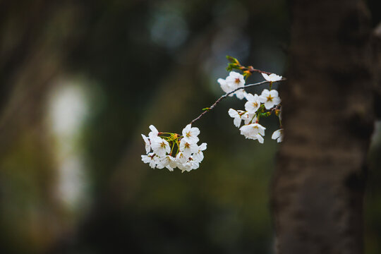 樱花