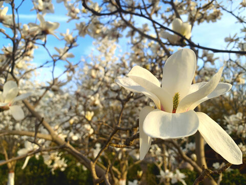 玉兰花特写