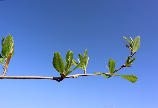 春天的玉兰树枝