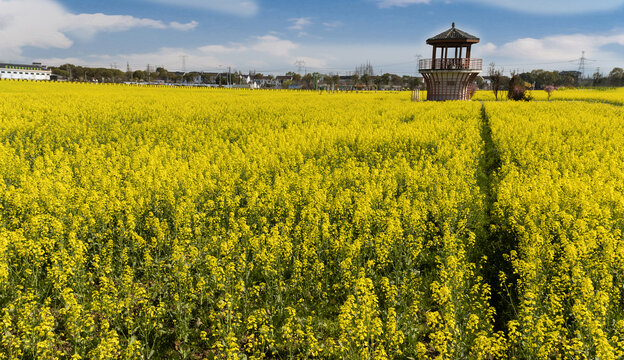 油菜花海