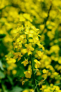 油菜花海