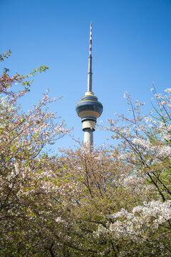 北京玉渊潭公园樱花盛开