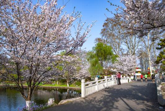 南京樱花