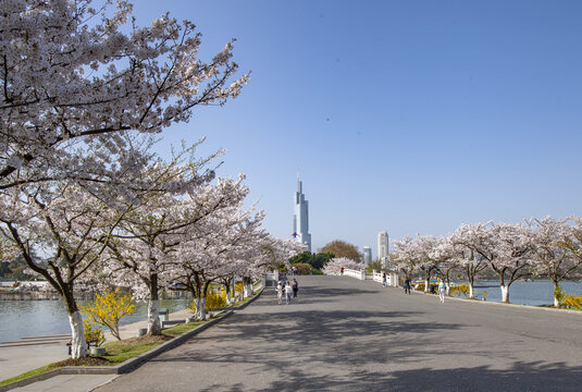 南京樱花