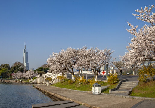 南京樱花