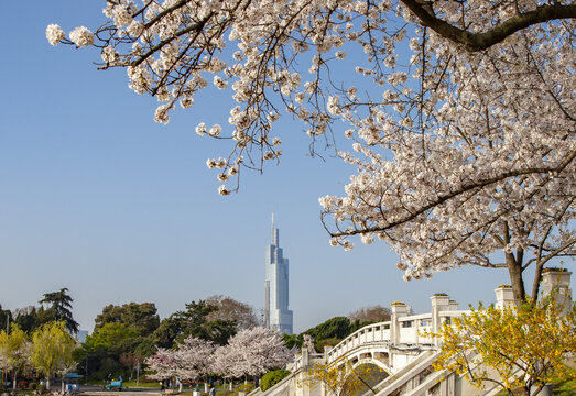 南京樱花