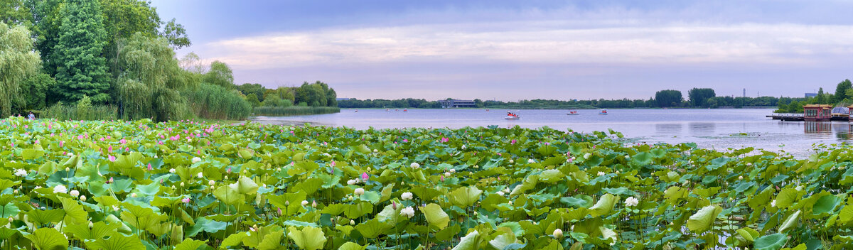 荷花池全景