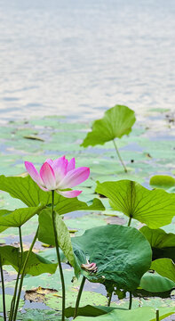 荷花特写