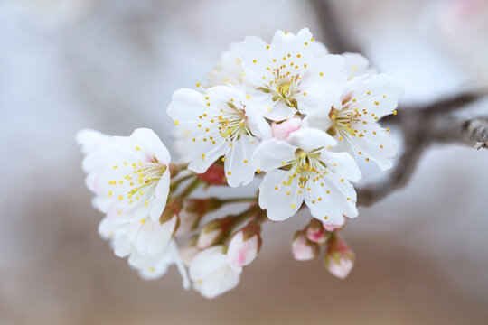 樱桃花