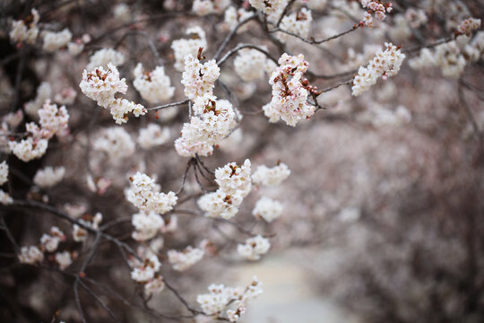 樱桃花