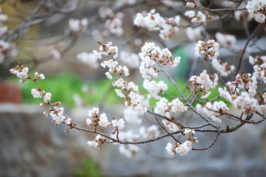 樱桃花