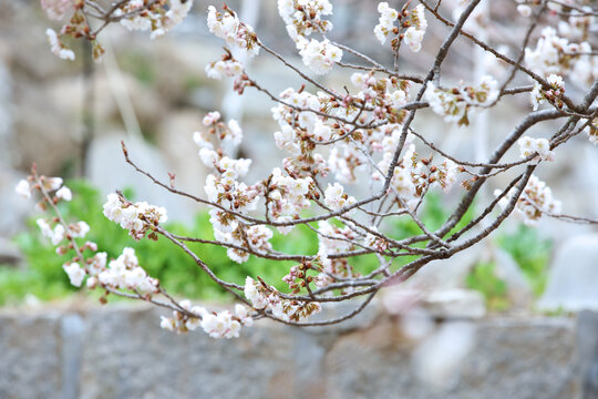 樱桃花