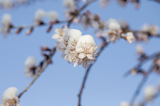 倒春寒春雪压花枝