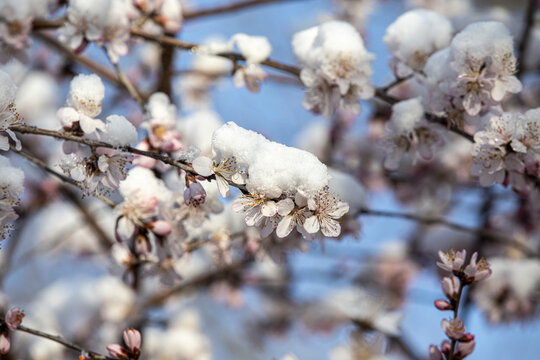 倒春寒春雪压花枝