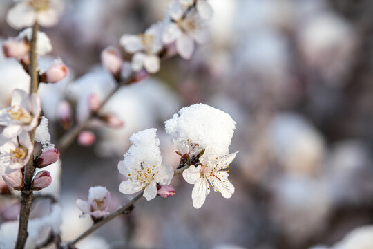 倒春寒春雪压花枝