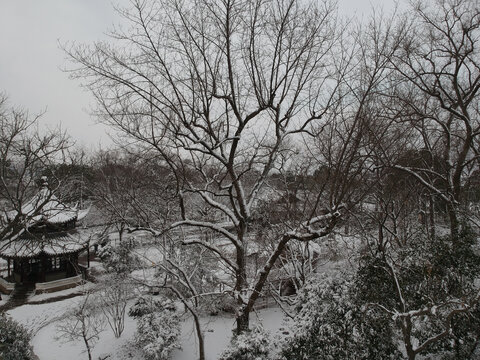 雪天在拙政园眺望北寺塔