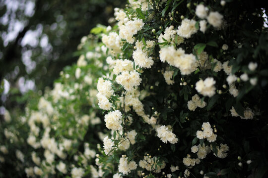 四月木香花开