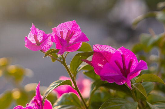 叶子花