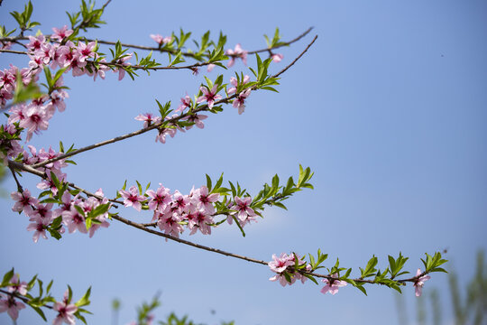 桃花盛放