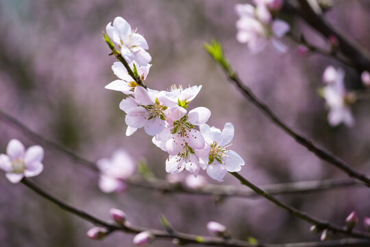 桃花特写