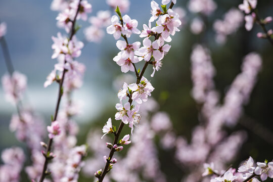 桃花盛放