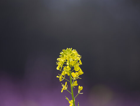 油菜花特写