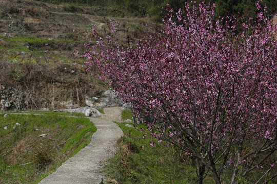 春天桃花路